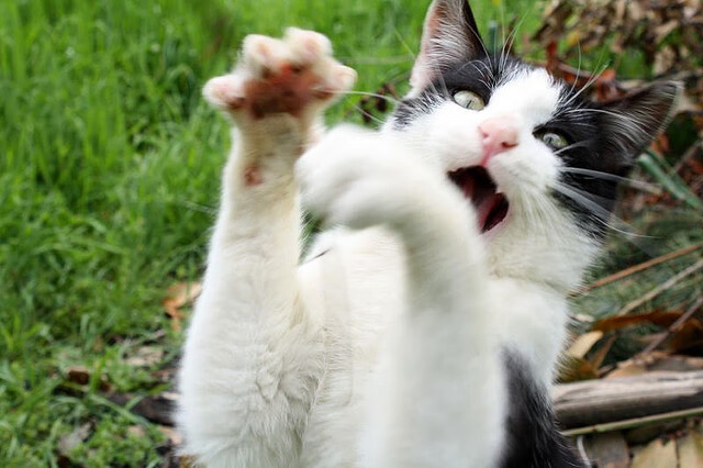 _赛季最佳！詹姆斯拼尽全力率队得胜_，詹姆斯获胜