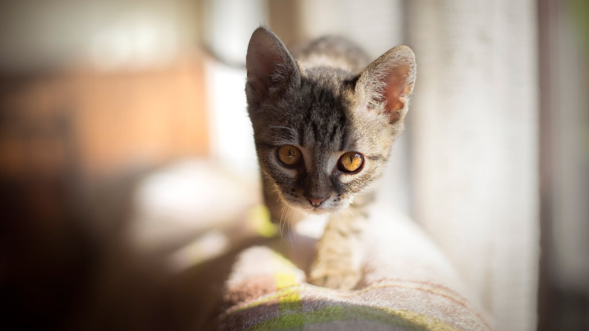 “逆境翻盘：季后赛中最惊心动魄的剧情”，逆境翻盘是什么意思