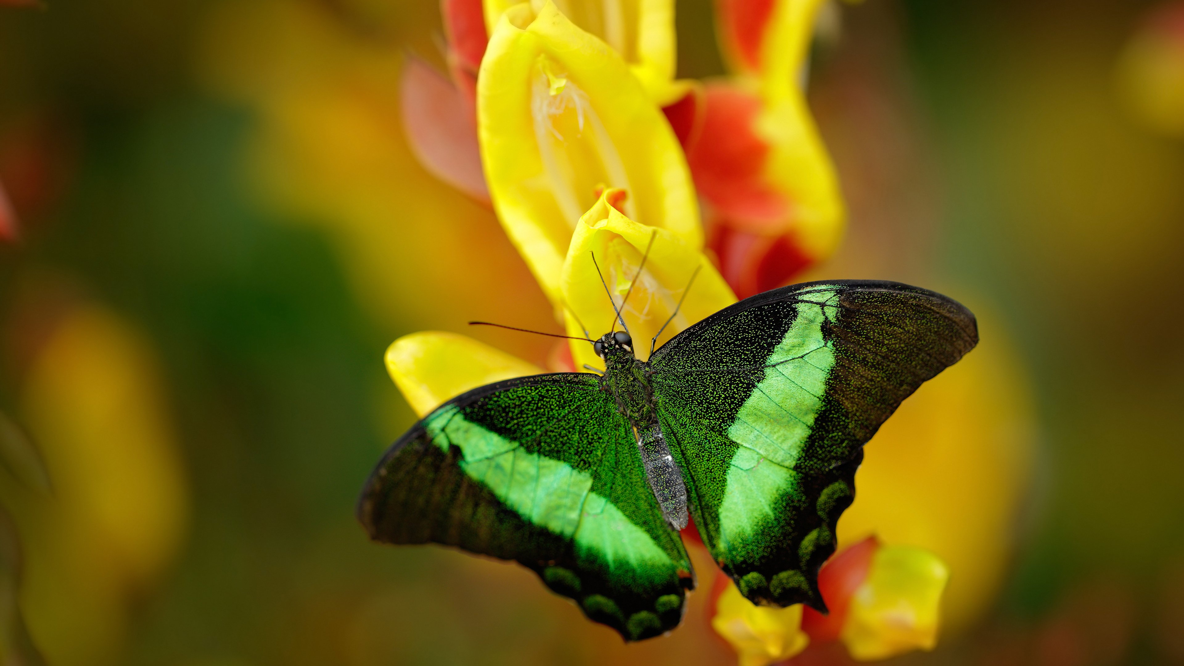 开云APP-一场比赛：库里在火箭队比赛中投中13个三分，打破NBA单场远投纪录！