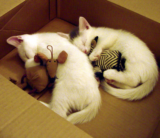 开云体育-勇士追求“总冠军三连冠”，他们的最大敌人是谁？，勇士冠军对手