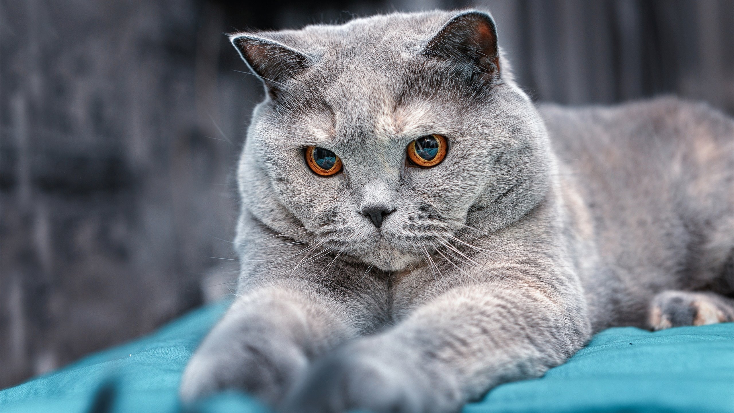 史上最震撼的“曾经的冠军”逆袭记,韩国纪录片逆袭冠军