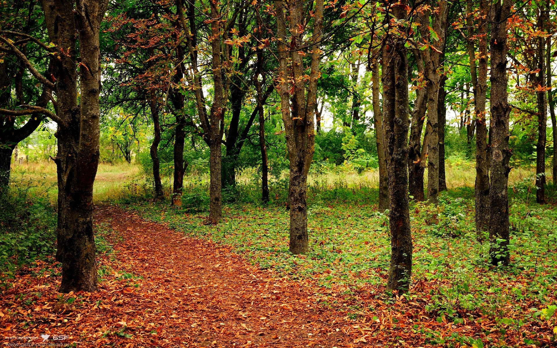 哈兰德火力全开,连续10场破门斩获英超金靴,哈兰德德甲