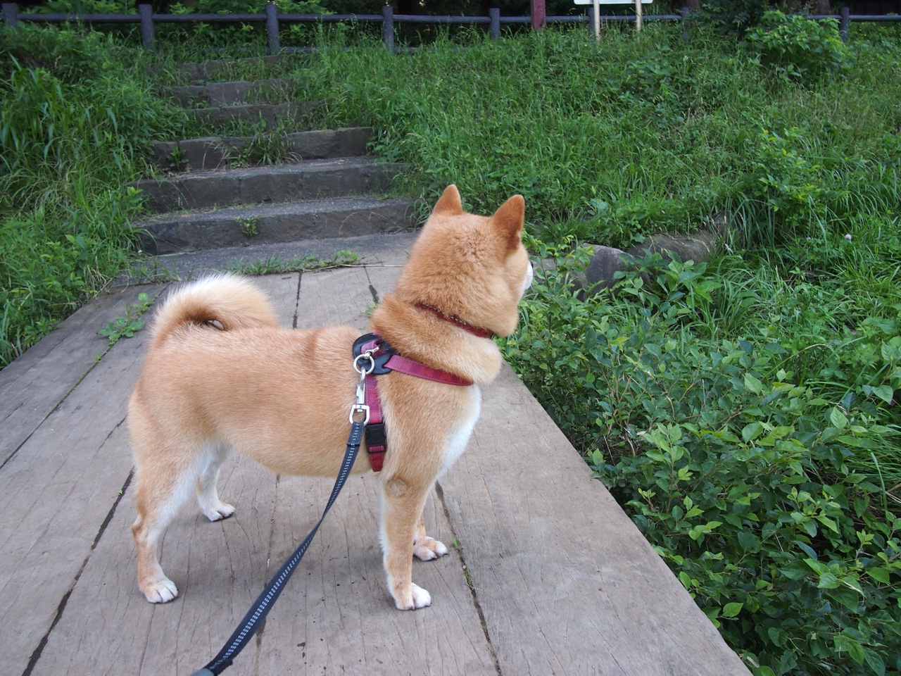 开云app下载-球迷“许愿池”：理想中的欧洲冠军队伍，2021许愿池