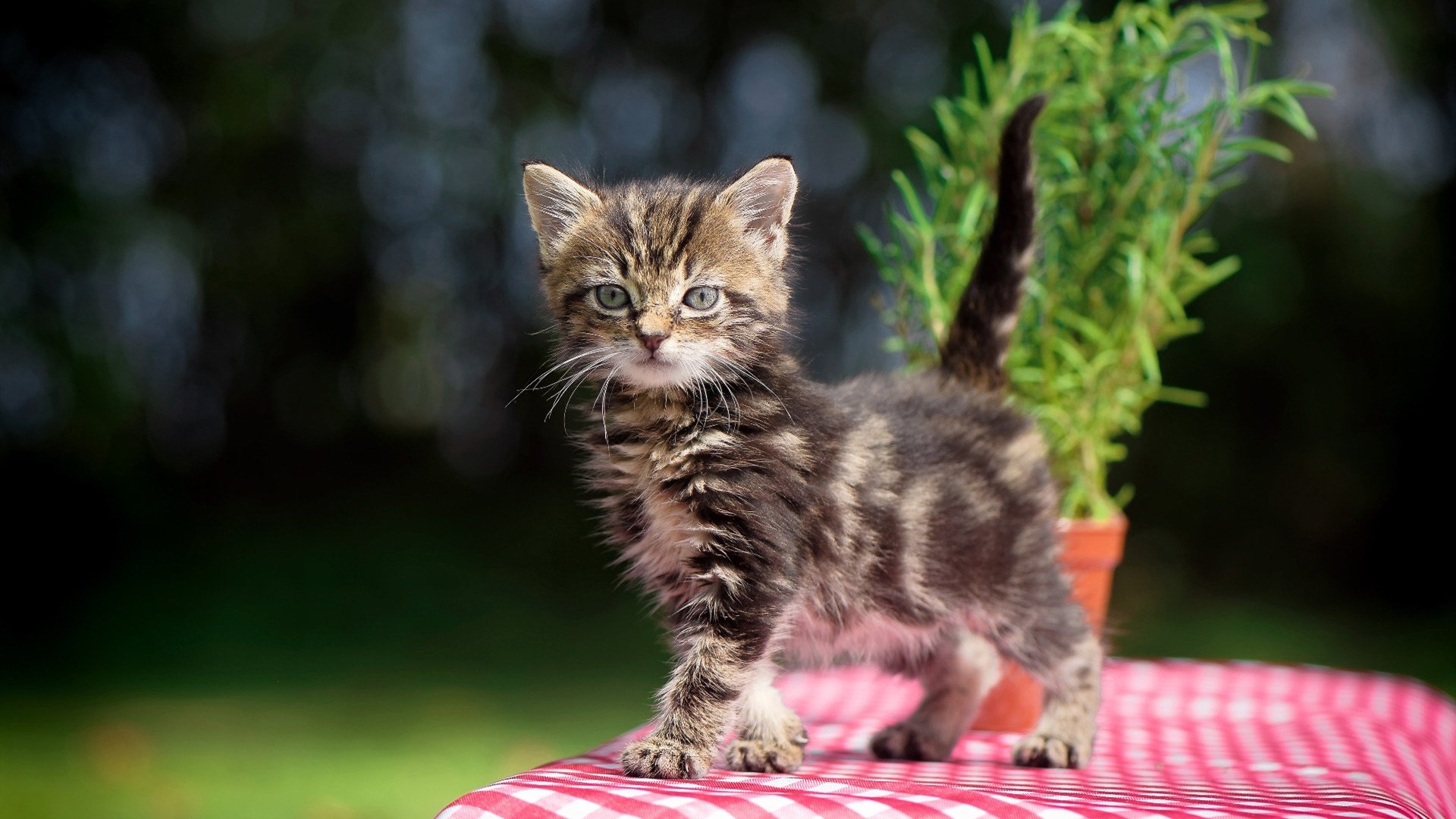 开云在线直播-莱比锡红牛硬战弗赖堡，德甲前五名排名再调整，德甲莱比锡红牛很强吗