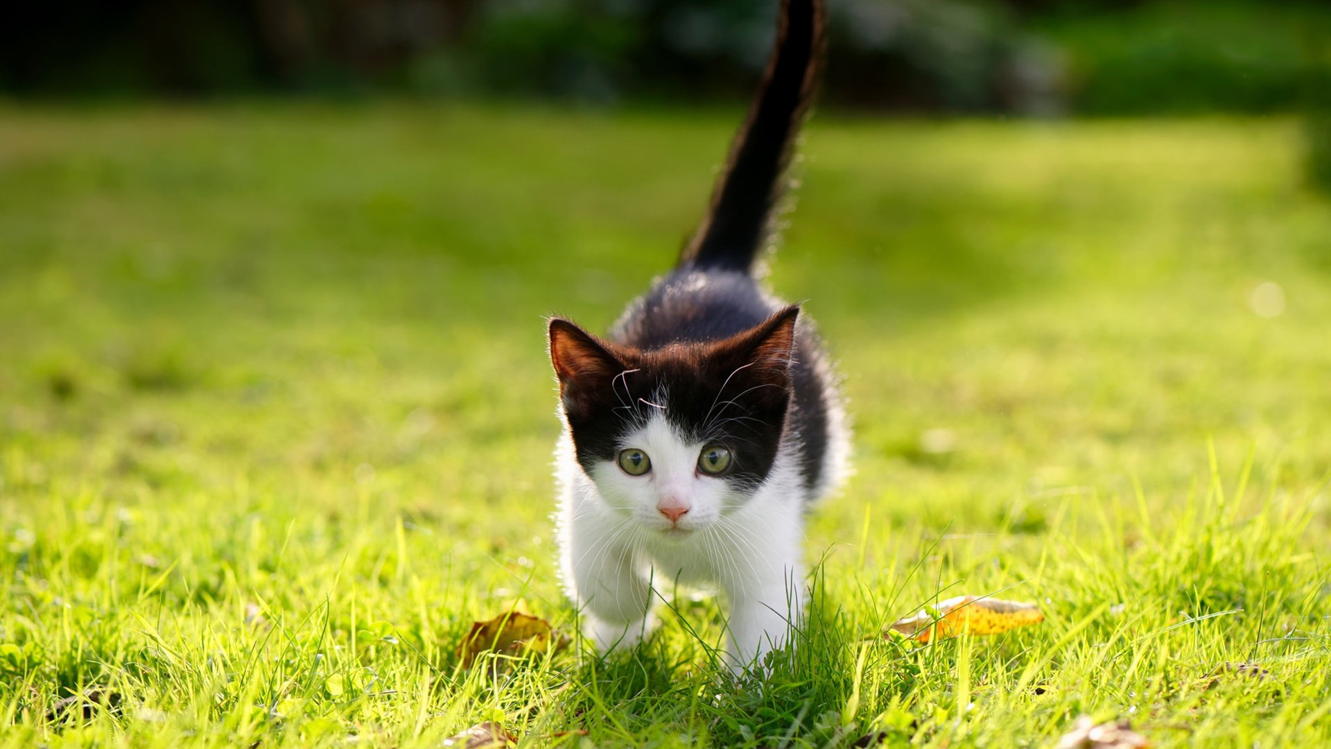 埃弗顿边路突破加快，古迪逊公园渴望连胜，古迪逊公园球场位置