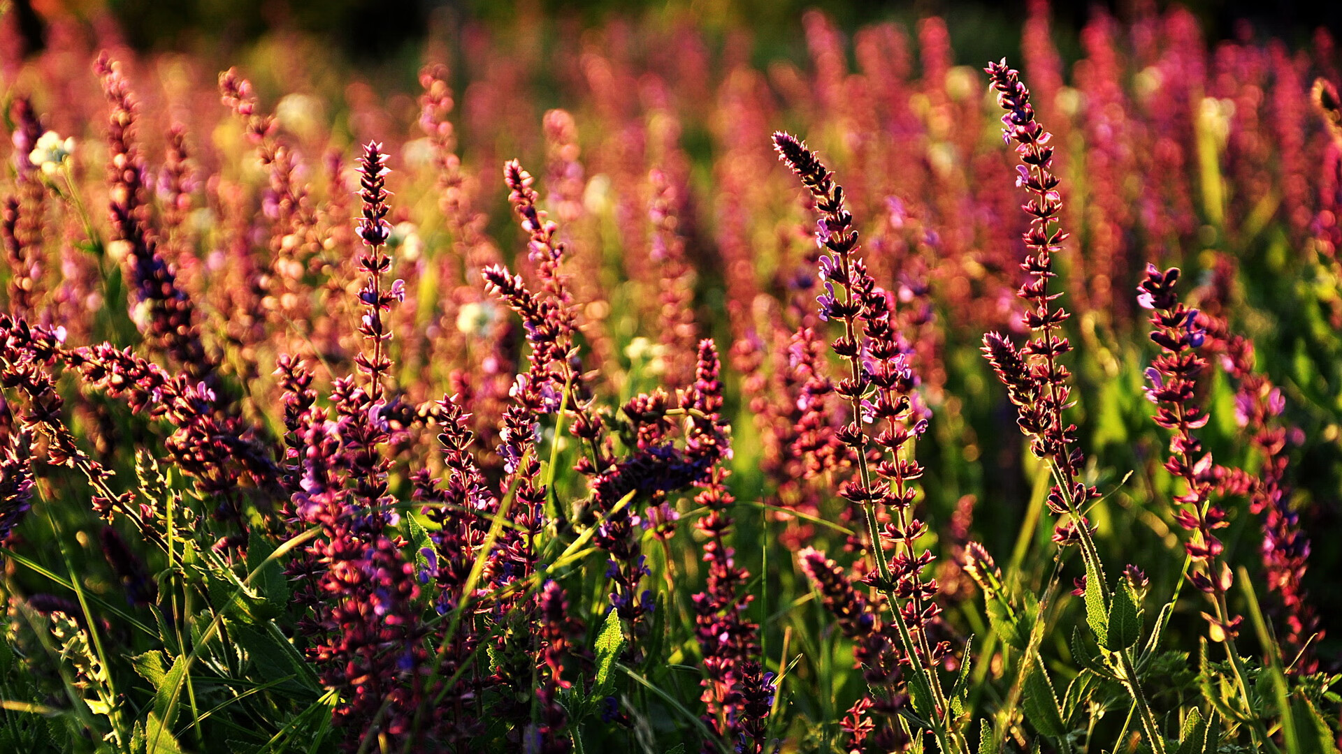 开云体育下载-宁夏男篮连续取得胜利，稳步前进，宁夏篮球队成员照片