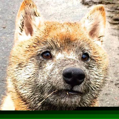 沃尔夫斯堡球员火力全开,轻松战胜对手,沃尔夫斯堡的球星