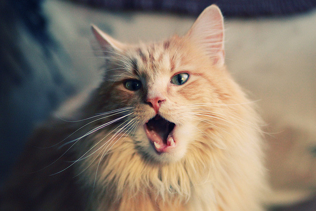 世界青少年高尔夫锦标赛在青岛激烈角逐,2021青少年高尔夫赛事