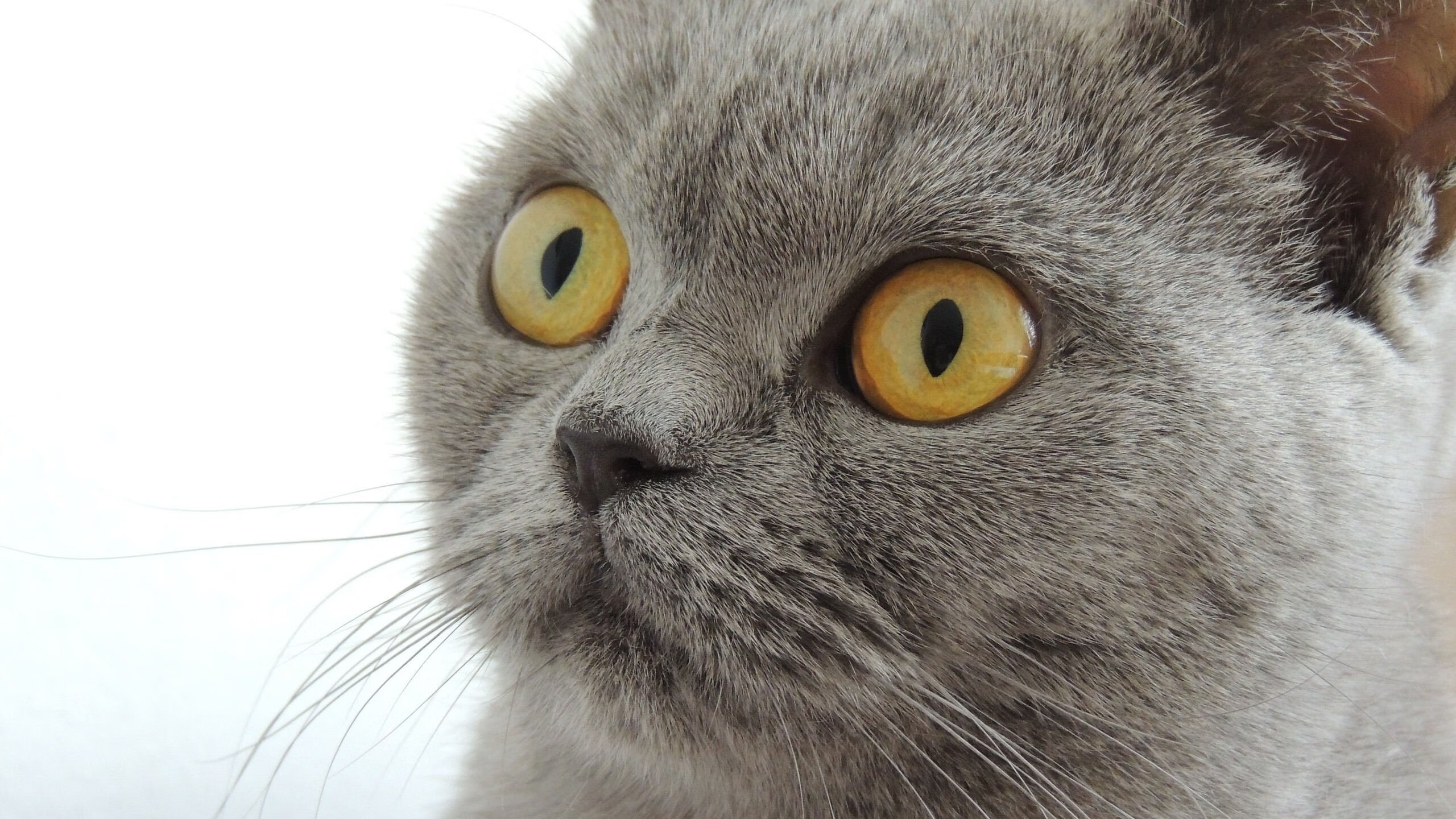 开云体育在线-CS职业战队备战计划全面升级硬件支持加强，cs职业队伍名