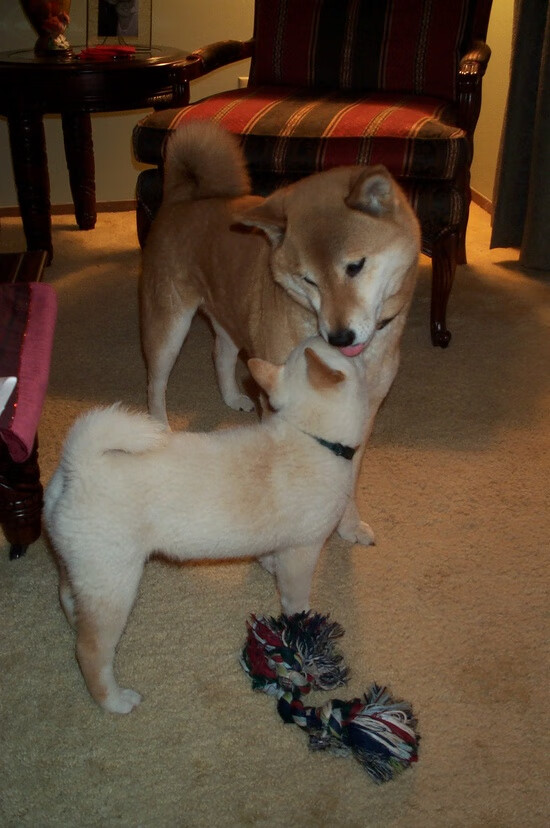 青训中心推广技术测试营标准化选拔优质苗子，青训师认证训练营